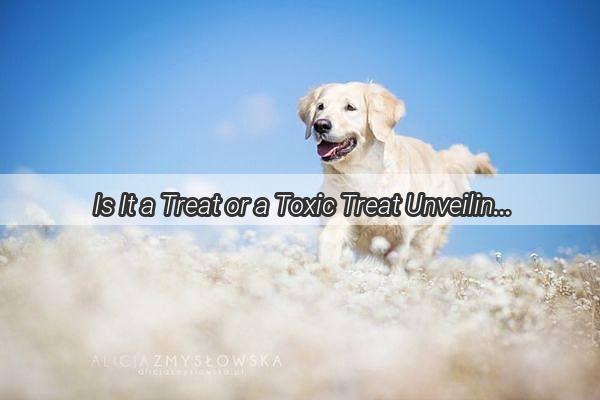 Is It a Treat or a Toxic Treat Unveiling the Truth About Dogs and Danish Cookies